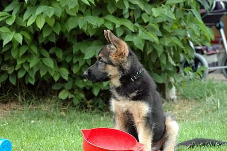 Schæferhund RICO billede 5