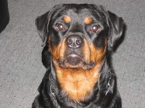 Rottweiler raco eller saaek s falco billede 7