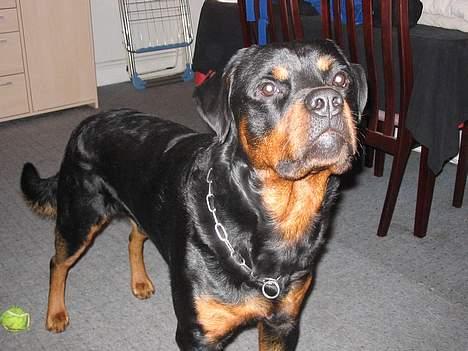 Rottweiler raco eller saaek s falco billede 8