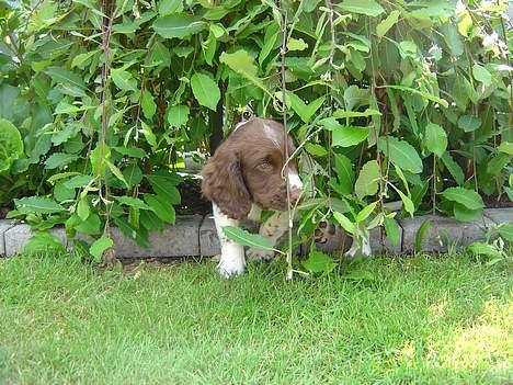Engelsk springer spaniel mickey billede 14