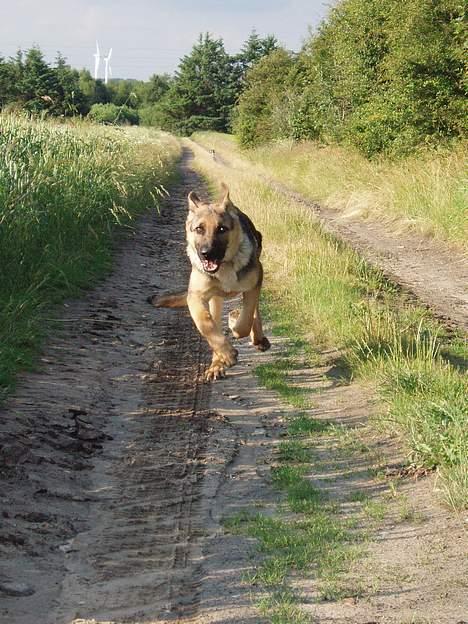Schæferhund Samie - Jeg kommer nu!  billede 20