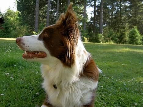 Border collie Sif billede 6