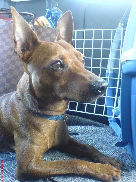 Dvaergpinscher Chico billede 8