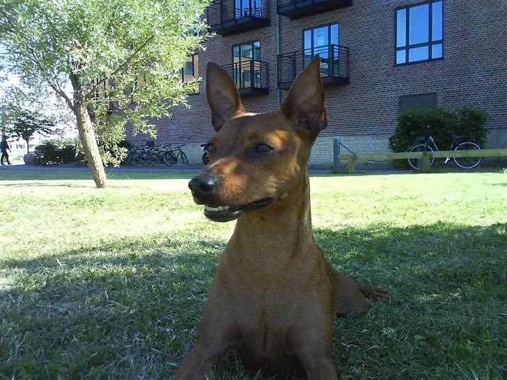 Dvaergpinscher Chico billede 9