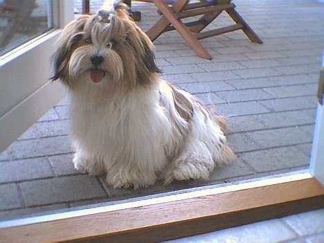 Lhasa apso Khantöma-Ri Fujiyama  - Jeg er en rigtig ude hund, så jeg vil ikke ind lige nu billede 4