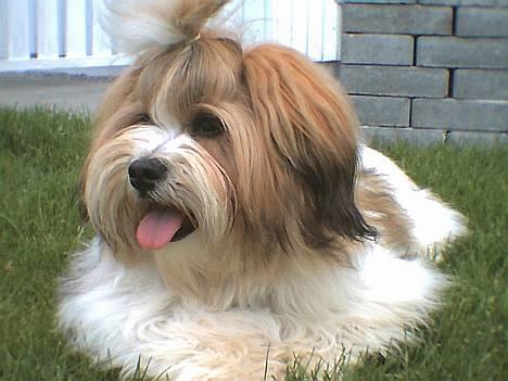 Lhasa apso Khantöma-Ri Fujiyama  - Simba 8 måneder. billede 5