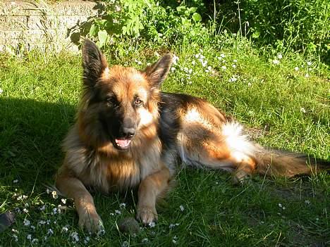 Schæferhund Cia - Juni 2005. billede 10