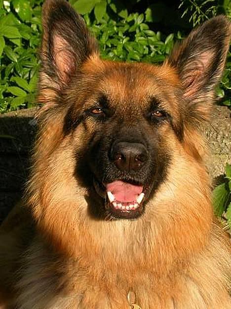 Schæferhund Cia billede 11