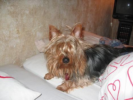 Australian silky terrier Quick Sílk´s Barney - Hvem sagde morgenhår......nå, men jeg vil gerne have et blødkogt æg og en håndværker billede 16
