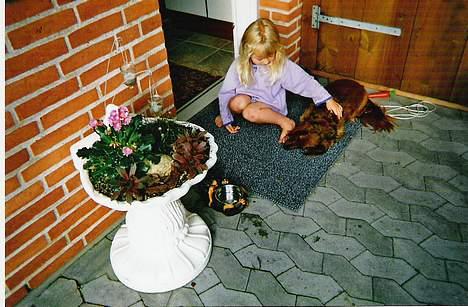 Gravhund :  ***Charlie***  - her er Charlie og Anna´s lille søster!!! billede 1