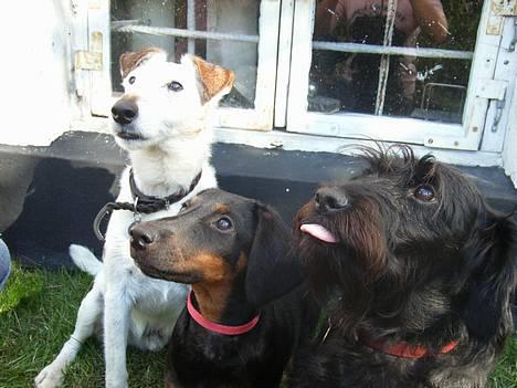 Glathåret foxterrier Hobbi  - Hobbi med sin kæreste og deres ene hvaps :D        2005 billede 17