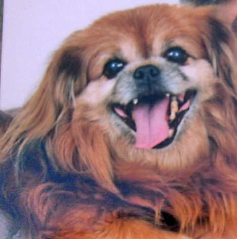 Blanding af racer Lucien billede 1