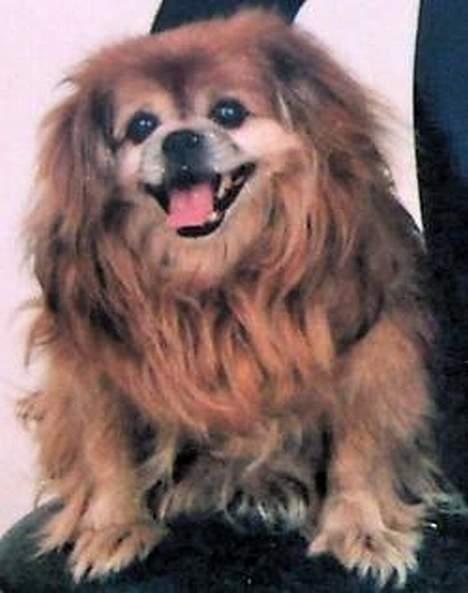 Blanding af racer Lucien billede 2