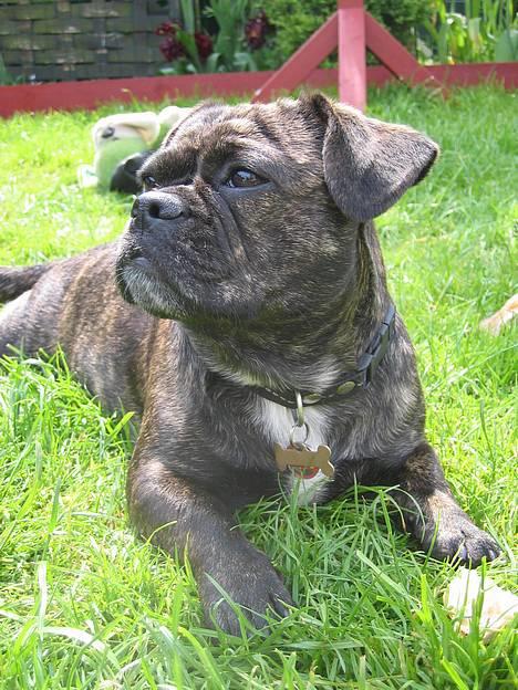 Blanding af racer Luna (R.I.P aflivet 17/1-17) - her ligger jeg lige og nyder livet i mormors kolonihavehus. billede 20