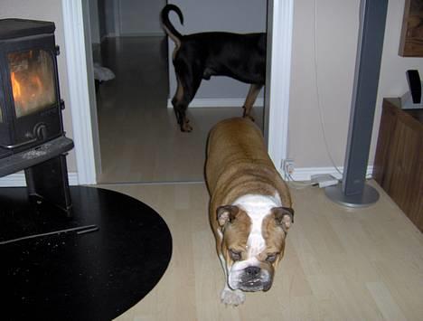 Engelsk bulldog Pumba - R.I.P - Nå, men så lunter jeg hen til mig selv. billede 11