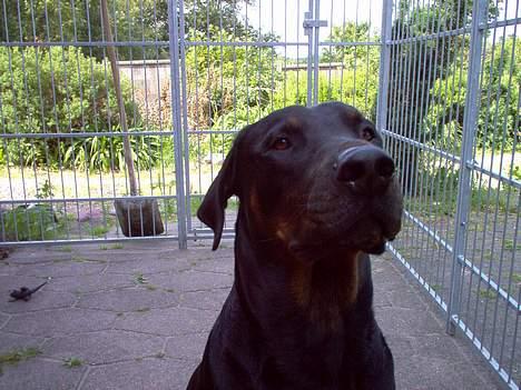 Dobermann Max - Sidder jeg pænt nok nu? billede 1