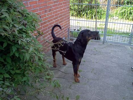 Dobermann Max - Sagde du mad? billede 2