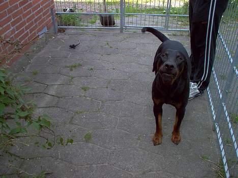 Dobermann Max - Ser jeg farlig ud nu? billede 3