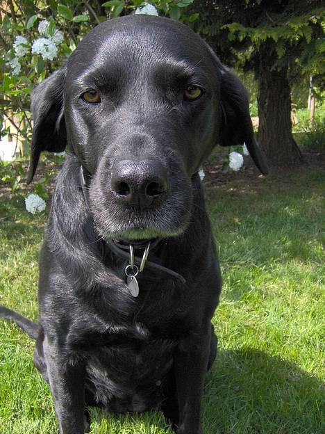 Labrador retriever Monique billede 1