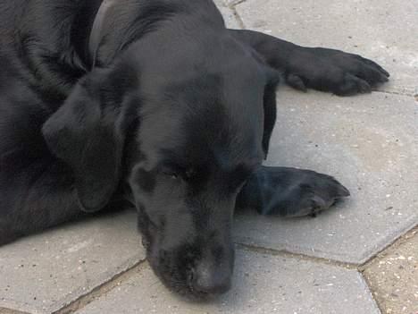 Labrador retriever Monique billede 2