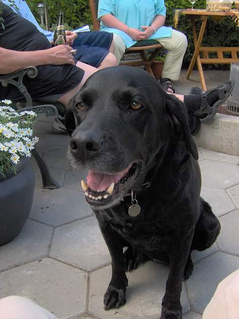 Labrador retriever Monique billede 3