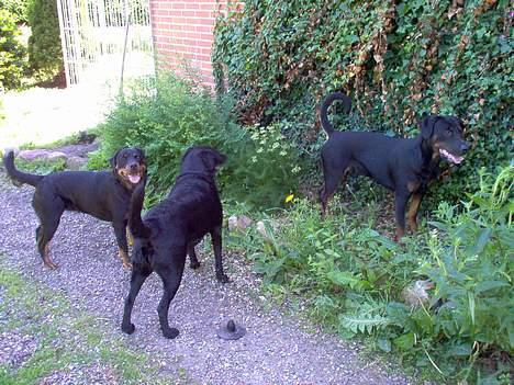 Dobermann Max - Min søster Scully og min kæreste Minnie (Rottweileren) billede 4