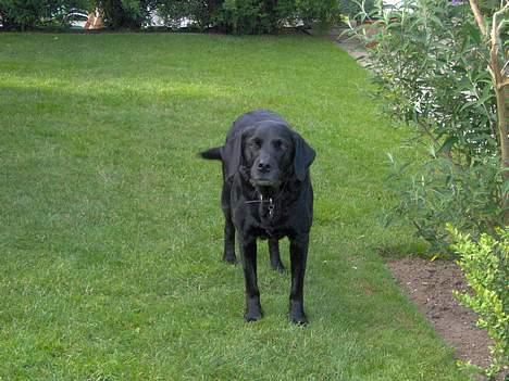 Labrador retriever Monique billede 4