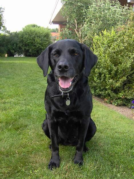 Labrador retriever Monique billede 5