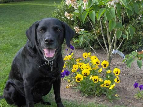 Labrador retriever Monique billede 6