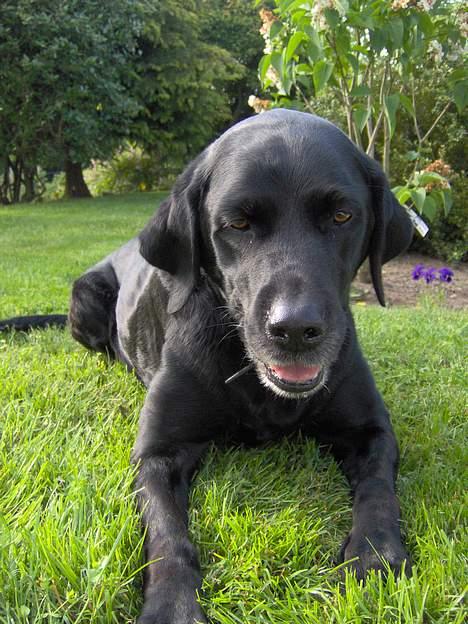 Labrador retriever Monique billede 7