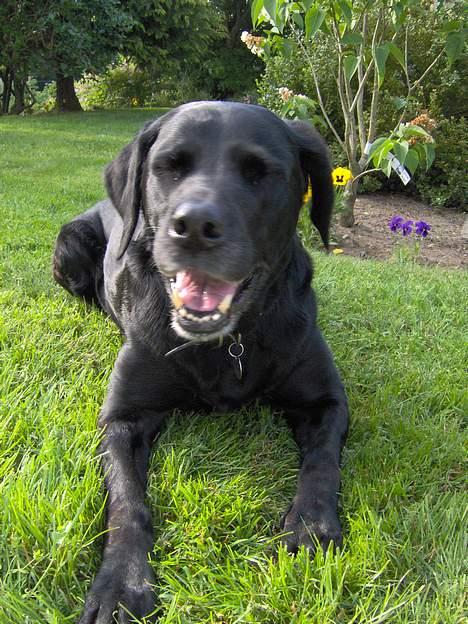 Labrador retriever Monique billede 8