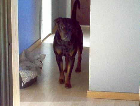 Dobermann Max - Ajjjj, de opdagede mig. billede 5