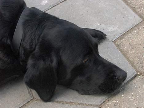 Labrador retriever Monique billede 9