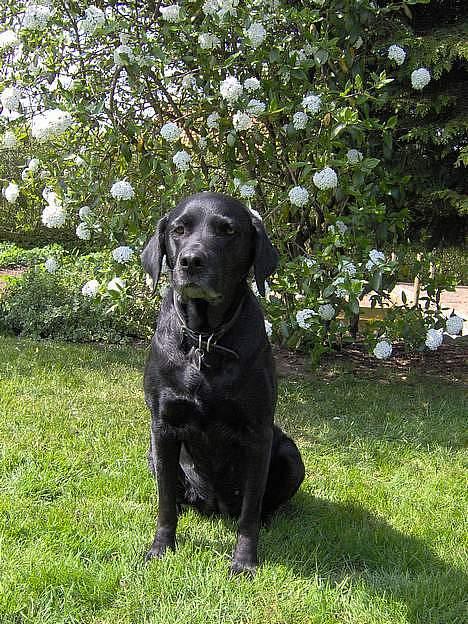 Labrador retriever Monique billede 10