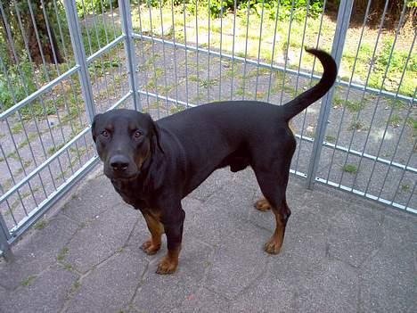 Dobermann Max - Mig? Jeg har ikke gjort noget. billede 6