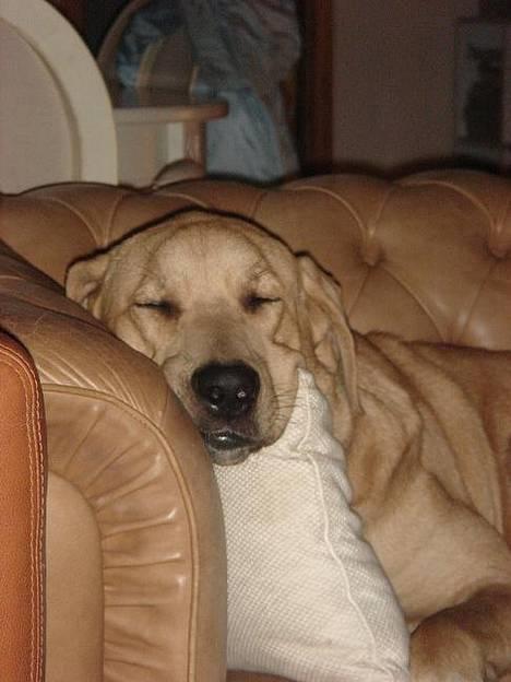 Broholmer Idun, Dronningen - Kan man blive meget mere lækker... ???  billede 1