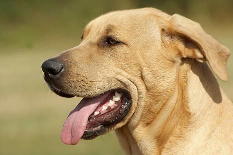 Broholmer Idun, Dronningen - Dunse billede 2