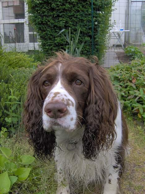 Engelsk springer spaniel Balder billede 1