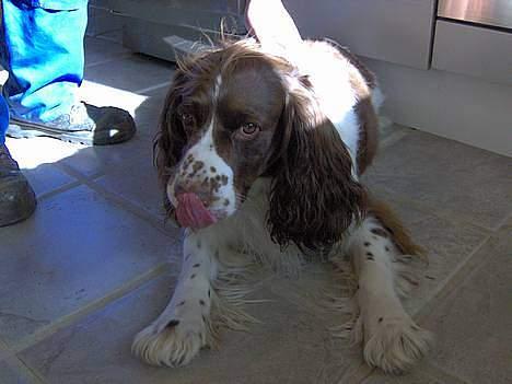 Engelsk springer spaniel Balder billede 2