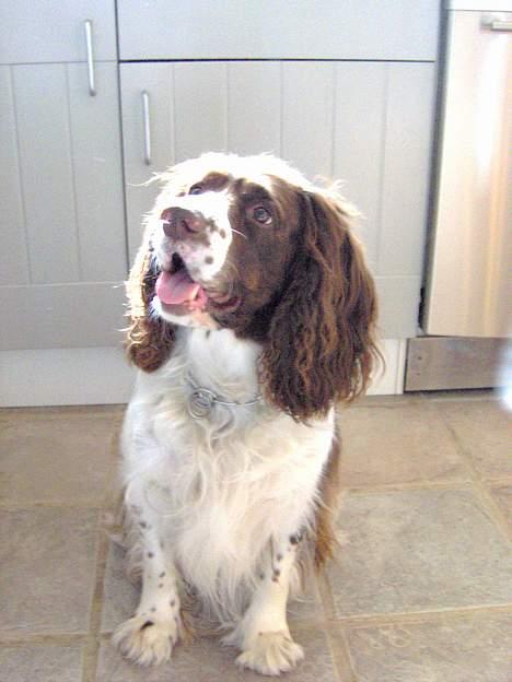 Engelsk springer spaniel Balder billede 3