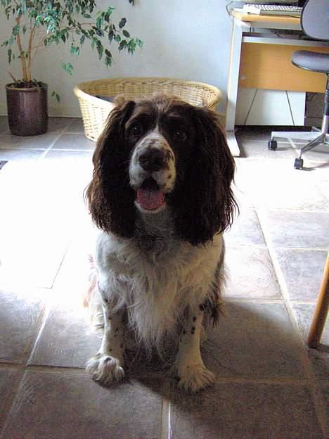 Engelsk springer spaniel Balder billede 4