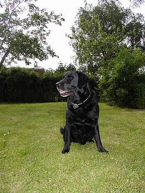 Labrador retriever Zeppo Black - Zeppo billede 1