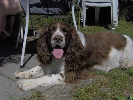 Engelsk springer spaniel Balder billede 5