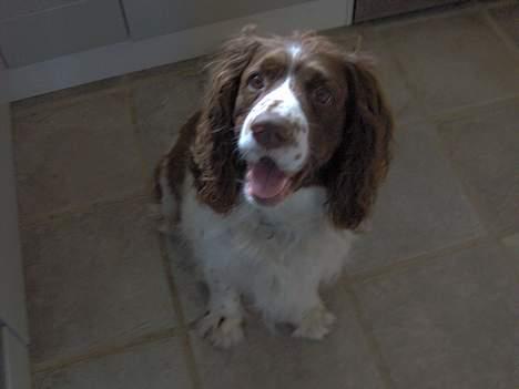 Engelsk springer spaniel Balder billede 6