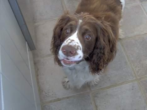 Engelsk springer spaniel Balder billede 7