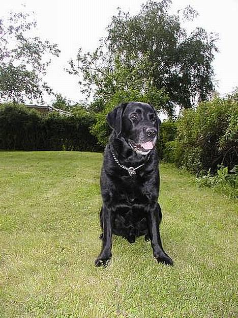 Labrador retriever Zeppo Black billede 2