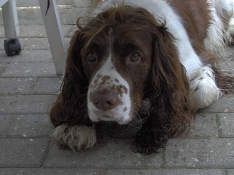 Engelsk springer spaniel Balder billede 8