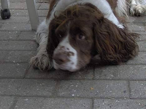 Engelsk springer spaniel Balder billede 9