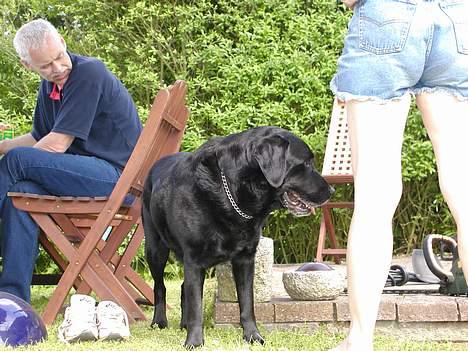 Labrador retriever Zeppo Black - zeppo i haven . billede 3