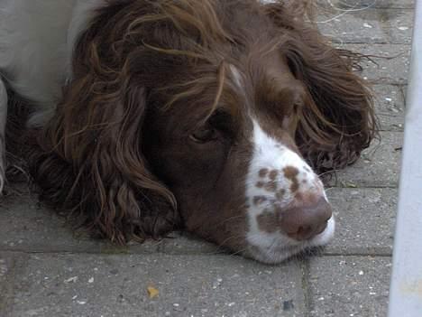 Engelsk springer spaniel Balder billede 10